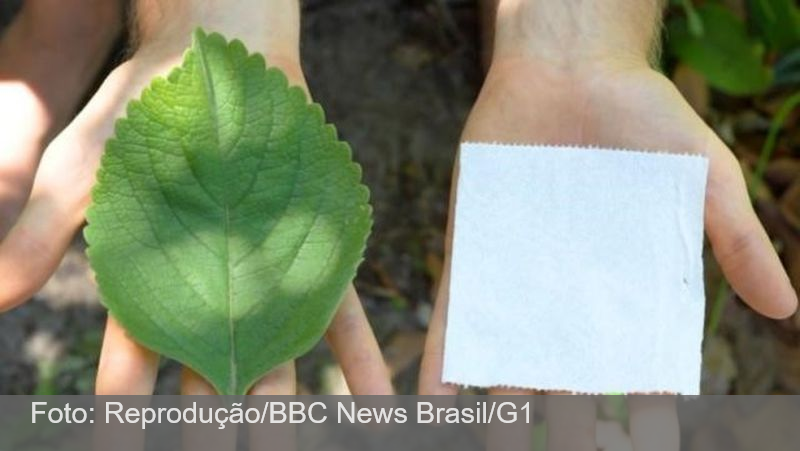 Folha de boldo vira alternativa sustentável ao papel higiênico