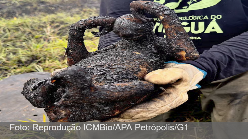 Bicho-preguiça carbonizado no RJ retrata as consequências catastróficas das queimadas; saiba como denunciar