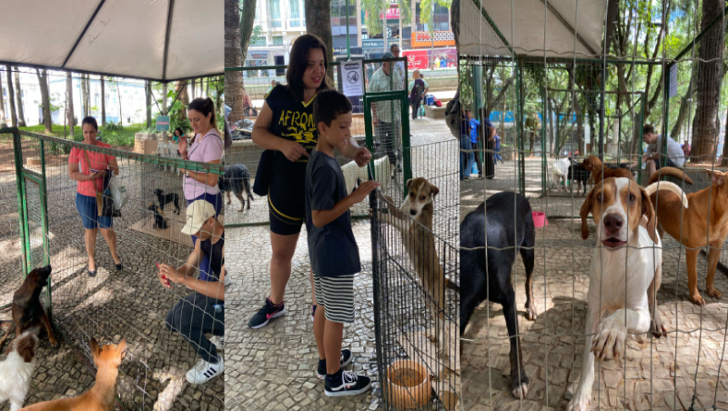 Mais um evento de adoção do Canil Municipal de Juiz de Fora é realizado neste sábado, 31, no Parque Halfeld