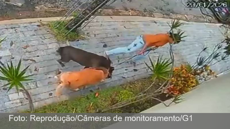Pit Bull foge de imóvel em obra e ataca cão idoso em BH; vídeo mostra ataque