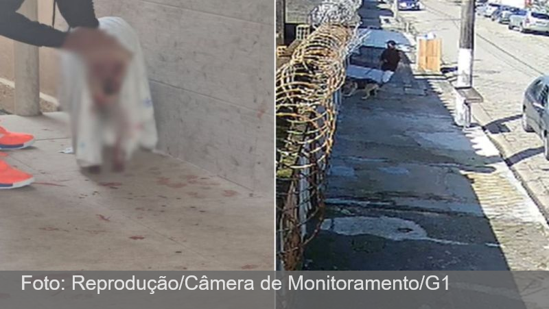 Cadela é atacada por American Bully pelo portão de casa no litoral de SP; VÍDEO