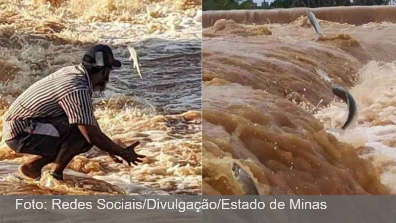 MG: Depois das enchentes, Rio São Francisco testemunha o milagre dos peixes