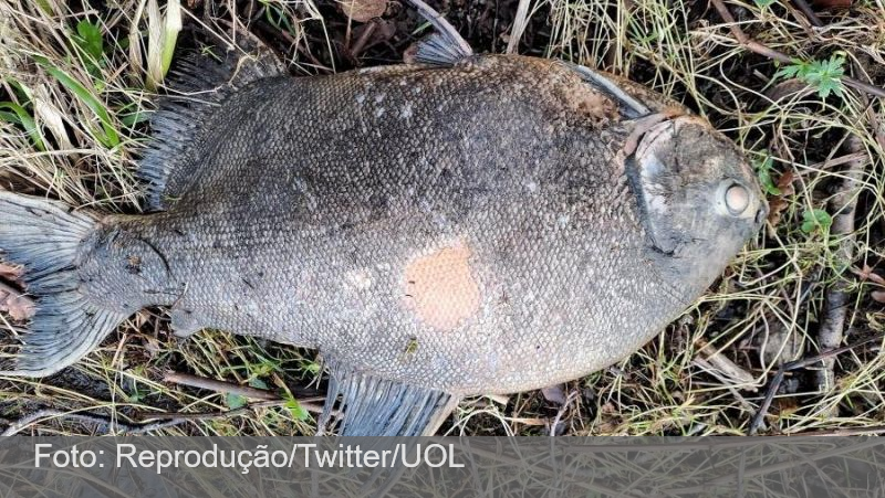 Peixe do Brasil é encontrado na Irlanda e viraliza: ‘Pacu foi fazer intercâmbio’