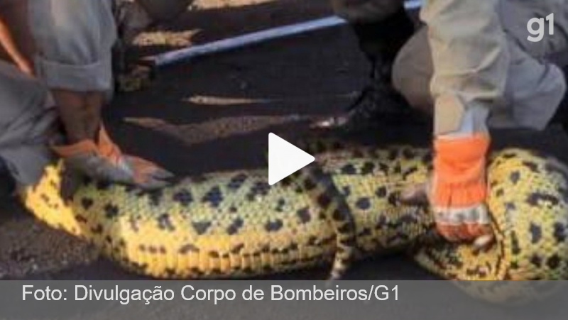 Sucuri de 4 metros é capturada pelos bombeiros após devorar cachorro dentro de empresa no Pantanal de MS; Vídeo