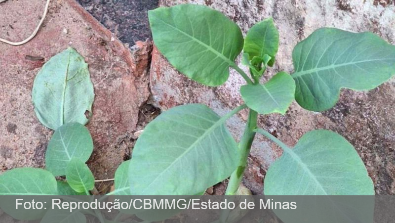 ‘Falsa couve’: saiba como diferenciar a planta tóxica da comestível