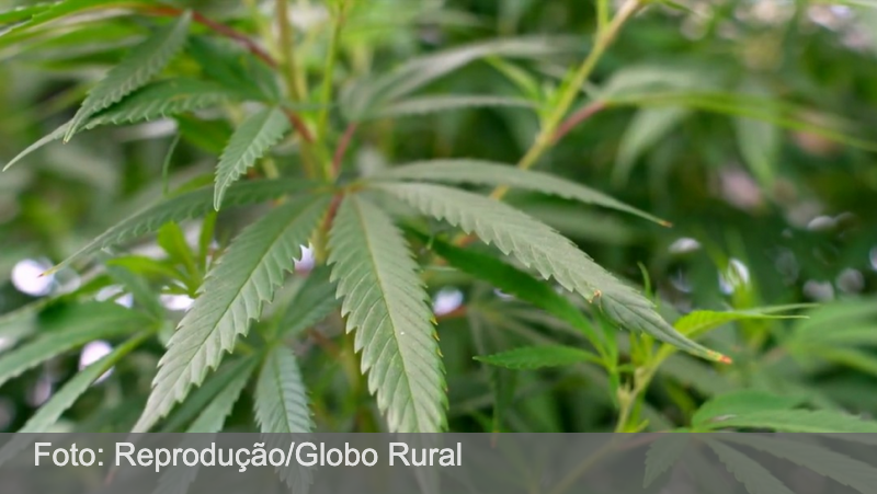 Mutirão reverte 3 mil condenações por porte de maconha após decisão do STF que descriminalizou uso pessoal