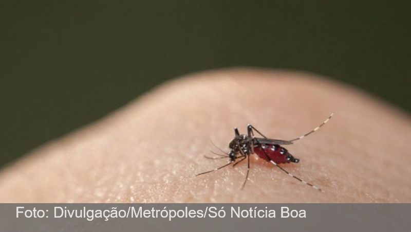 Brasileiros criam repelente que “confunde” mosquito da dengue
