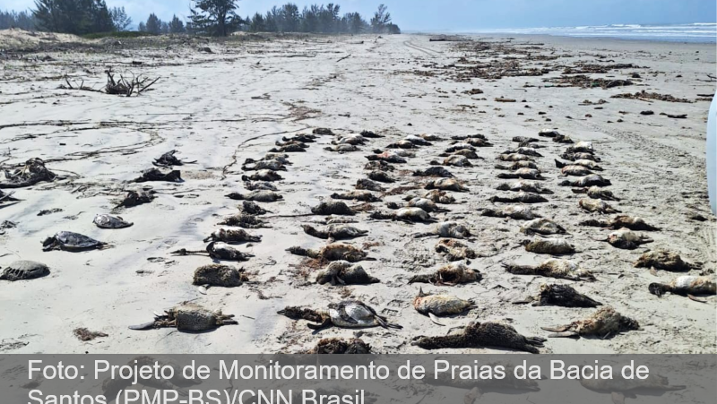 Quase 900 pinguins são encontrados mortos apenas no litoral de São Paulo