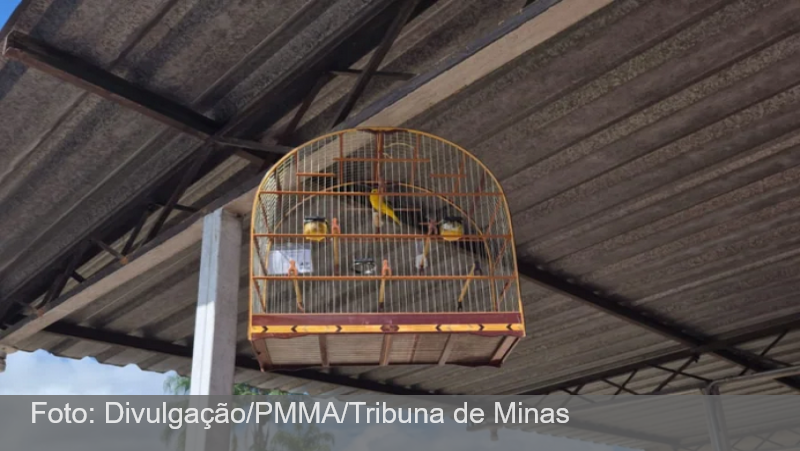 Duas pessoas são presas por promover torneio irregular com pássaros silvestres em Juiz de Fora