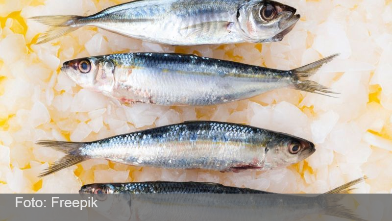 Anvisa determina recolhimento de sardinha contaminada por Salmonella