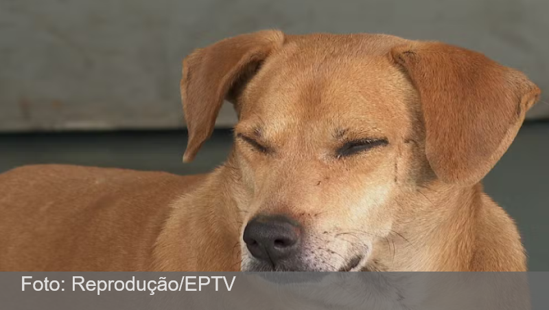 ‘Hachiko de Guariba’: há 8 anos, cachorro espera por tutora que morreu na Santa Casa da cidade