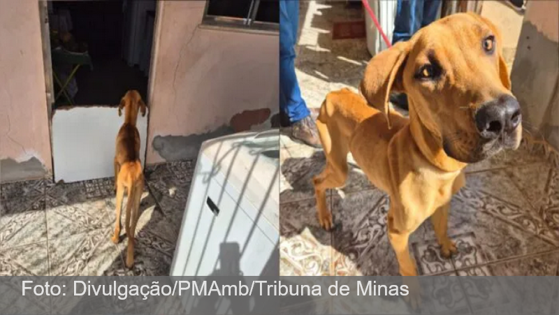 Mulher é autuada por maus-tratos a cachorro em Juiz de Fora