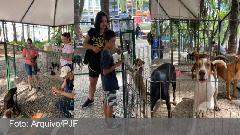 Prefeitura de Juiz de Fora promove evento de adoção de animais vítimas das chuvas na Praça CEU neste domingo