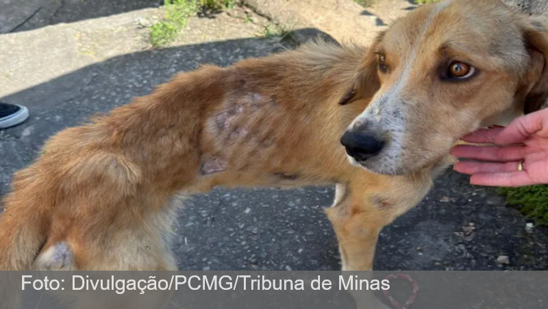 Cachorro é resgatado em situação de maus-tratos em Juiz de Fora