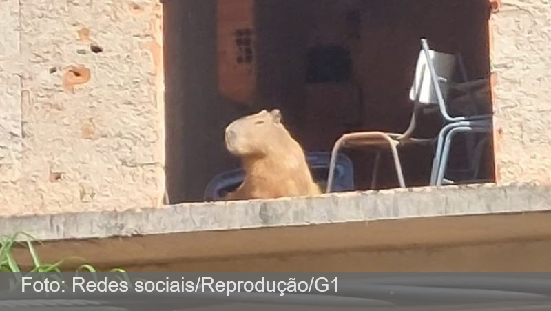 10 Coisas Que “Capivara” Fala Durante O Torneio