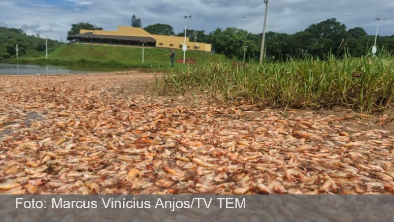 Milhares de camarões são achados mortos no Rio Tietê, no interior de SP
