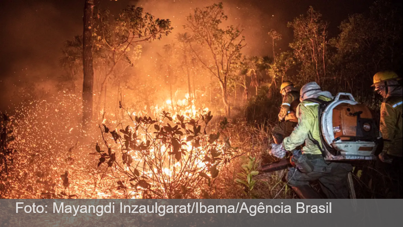 Brasil teve 11,39 milhões de hectares atingidos pelo fogo este ano