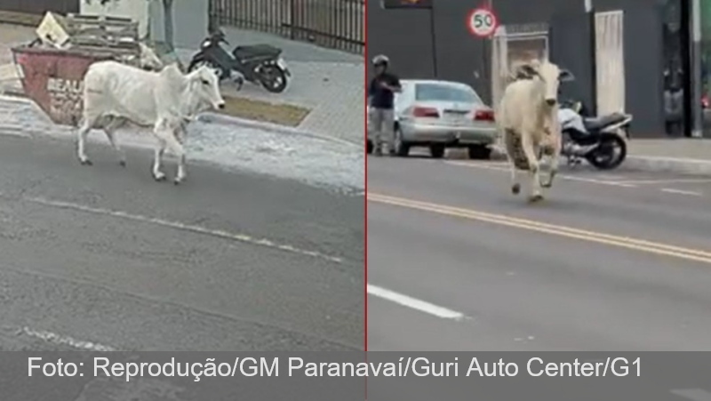 VÍDEO: boi a caminho de frigorífico foge e corre por ruas de cidade do Paraná