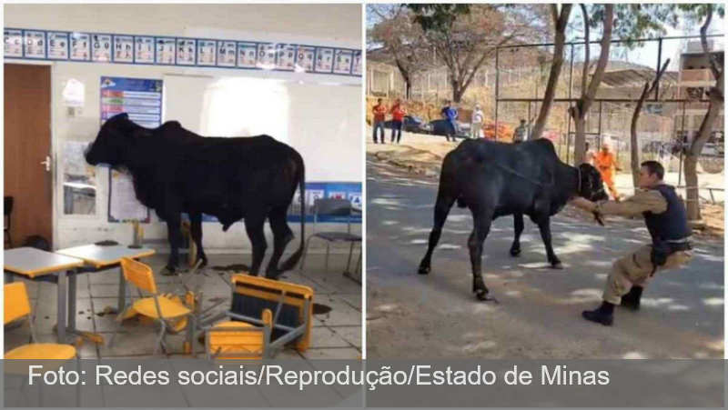 Vídeo: boi invade escola, entra em sala de aula e deixa feridos em Minas