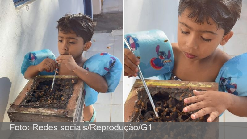 VÍDEO: Menino de 4 anos toma mel direto da colmeia e viraliza: ‘é o pet dele’, diz pai