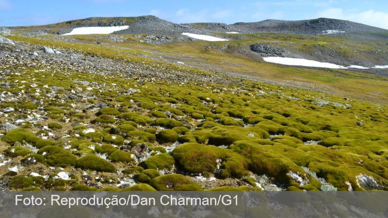 Antártica está ‘ficando verde’ em ritmo acelerado, alertam cientistas; veja FOTOS