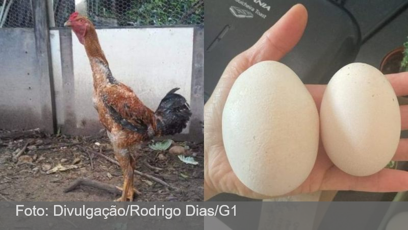 Conheça as galinhas gigantes que pesam até 5 kg e custam R$ 5 mil