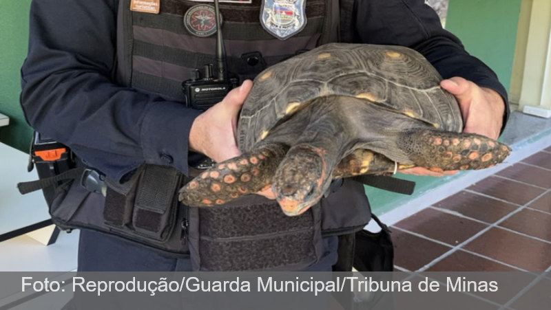 Morador entrega jabuti-piranga criada em cativeiro em Juiz de Fora