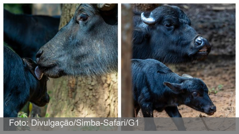 VÍDEO: Filhote de búfalo rejeitada pela mãe é adotada por outra fêmea em safari de SP