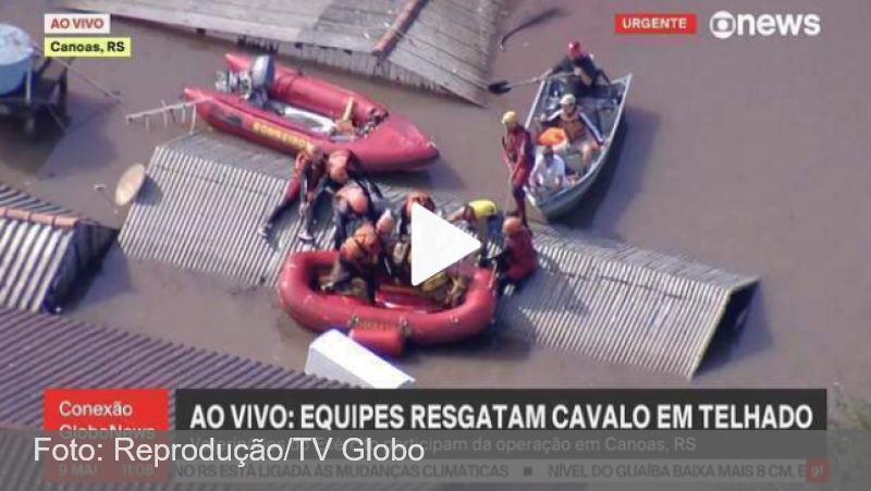Cavalo ilhado em Canoas é resgatado; veja vídeo