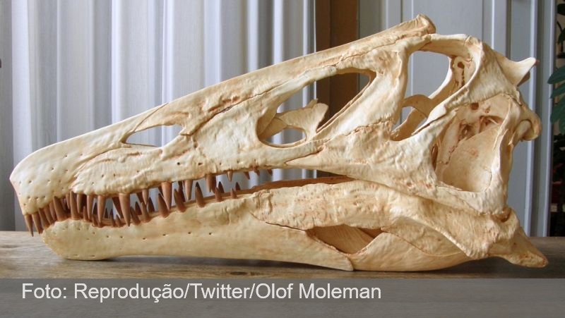Estudo sobre fóssil ‘roubado’ do Brasil é retirado do ar por revista científica alemã; editor diz apoiar devolução do crânio