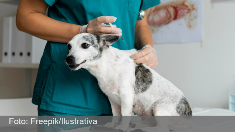 Vacinação antirrábica para cães e gatos começa na Zona rural de Juiz de Fora nesta quarta