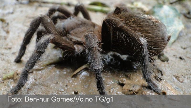 Juiz de Fora registra cerca de dois acidentes por dia com animais peçonhentos; veja ranking das ocorrências