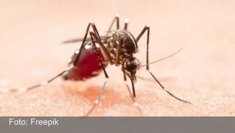 Minas confirma mais 33 mortes por dengue em apenas 10 dias