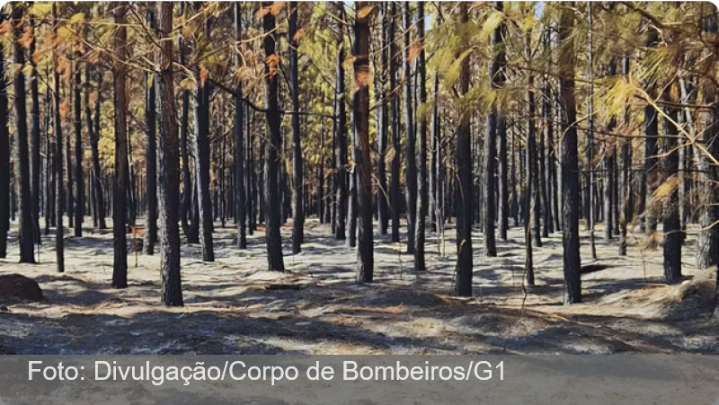 Floresta da Faber-Castell que dá origem aos lápis de cor é atingida por incêndio em MG