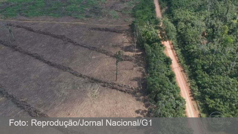 Desmatamento na Amazônia Legal é o maior em 15 anos, aponta Imazon