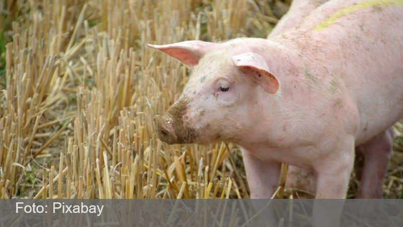 Cientistas brasileiros querem testar rim de porco em humanos