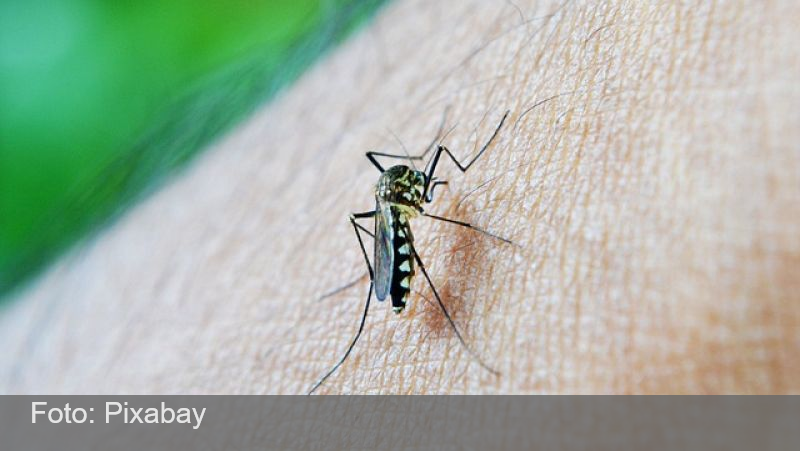 Brasil passa de mil mortes por dengue em 2024 e se aproxima de recorde histórico