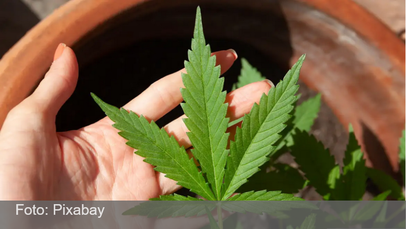 Anvisa discute nesta quarta regras para a produção de cannabis no país