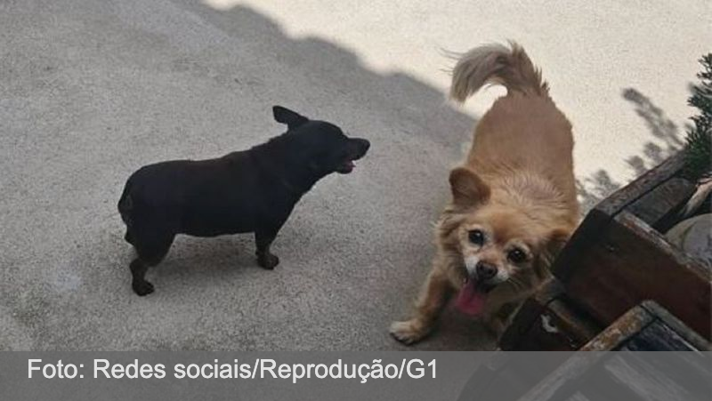 Duas cadelas são devolvidas mortas ao tutor após serem levadas por pet shop para banho e tosa em Barbacena
