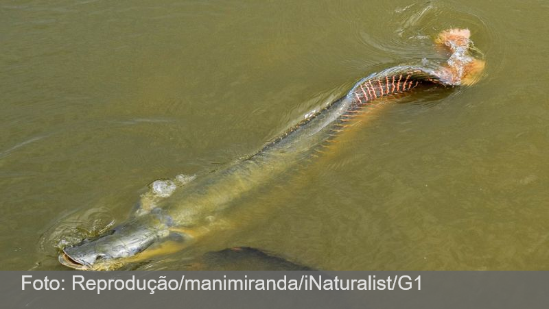 Pirarucus que Lula ganhou de presente viram problema na Granja do Torto
