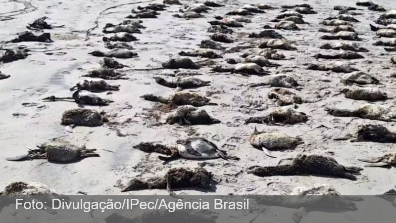 Mais de 700 pinguins são encontrados mortos no litoral de São Paulo