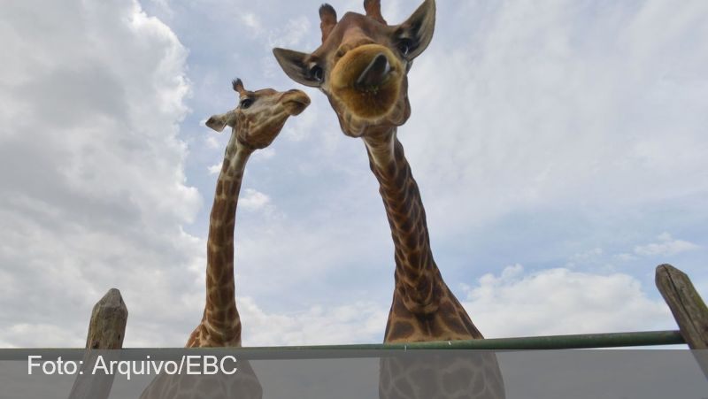 Polícia Federal recolhe 15 girafas em resort e prende duas pessoas