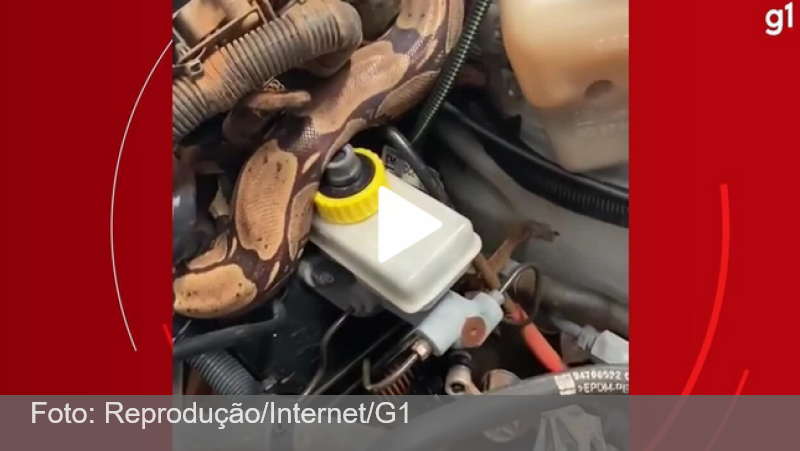 VÍDEO: Mecânico acha jiboia em motor após motorista relatar falhas
