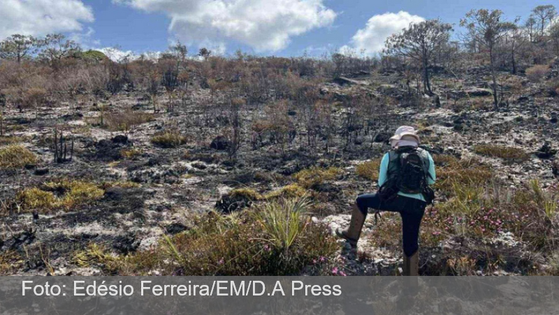 Incêndios no cerrado mineiro ameaçam de extinção plantas raras