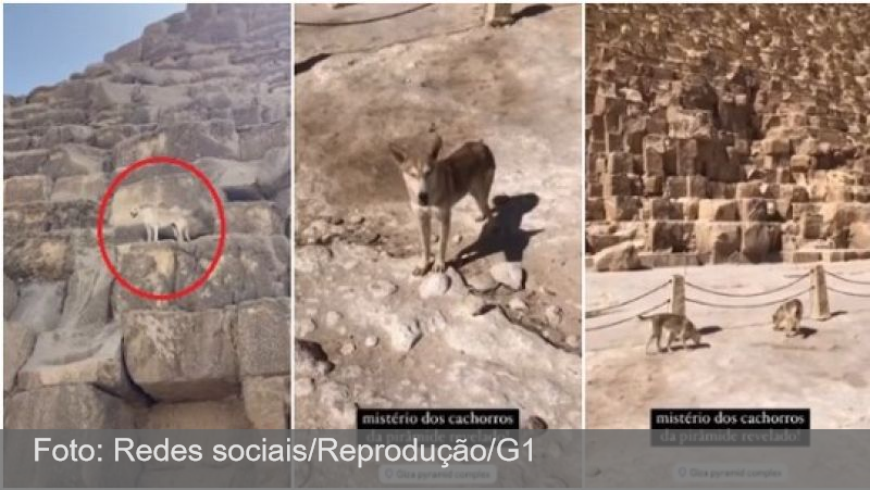 Casal de brasileiros encontra cachorro que ficou famoso após ser filmado no topo da Pirâmide de Gizé no Egito