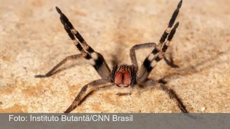 Gel de veneno de aranha causa ereção e rejuvenescimento e é desenvolvido na UFMG