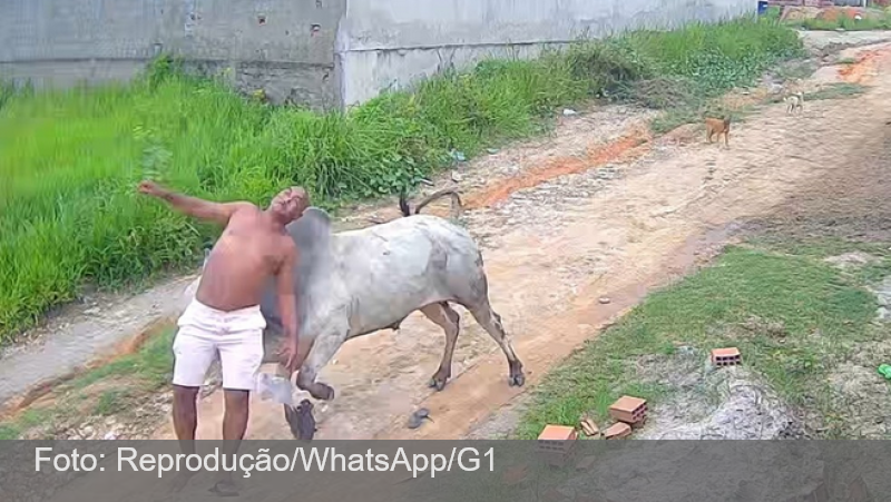 Boi dá cabeçada por trás e arremessa homem em Pernambuco; ASSISTA