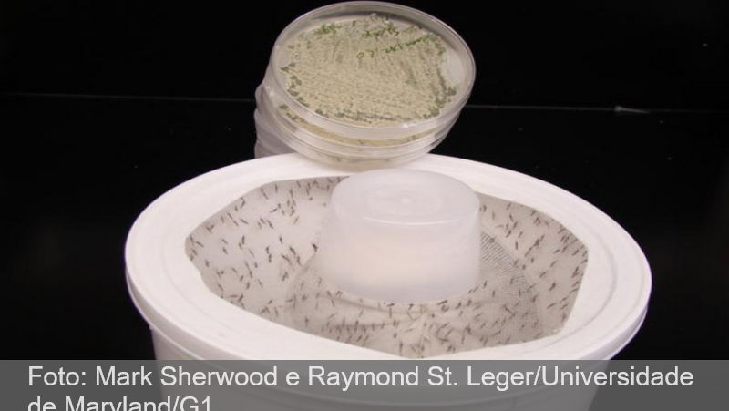 Cientistas criam fungo com aroma floral que elimina mosquitos da dengue, malária e zika