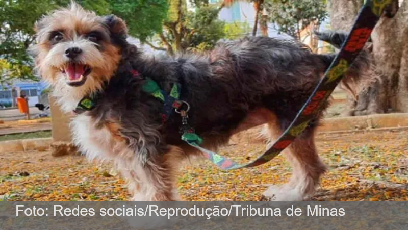 Tutor de pitbull é indiciado em Juiz de Fora após morte de cadela no Bairro Bom Pastor