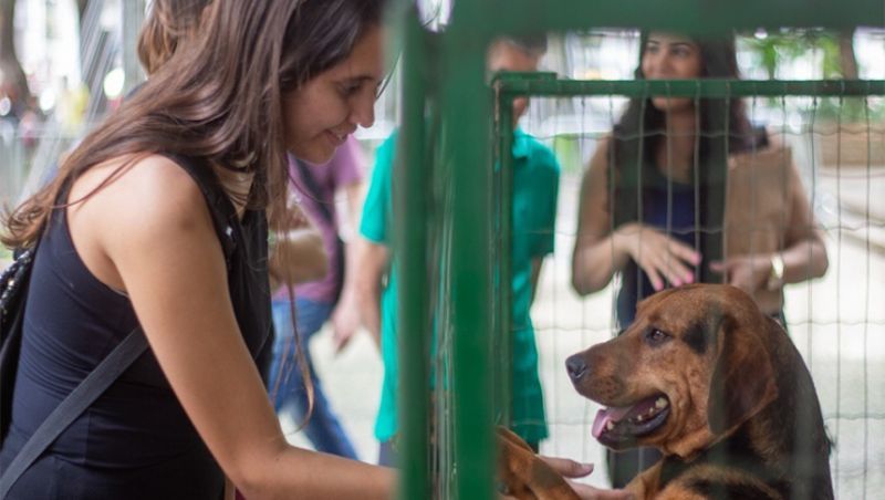 Secretaria do Bem-Estar Animal da Prefeitura de Juiz de Fora registra 42 adoções de cães e gatos em janeiro